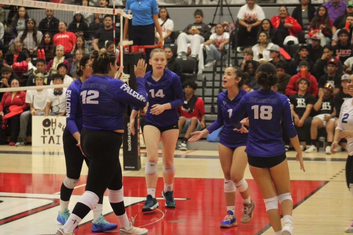 Cerritos College Falcons Volleyball regrouping after scoring against Long Beach City College on Nov. 13 2024. Photo credit: Jonathan Diaz