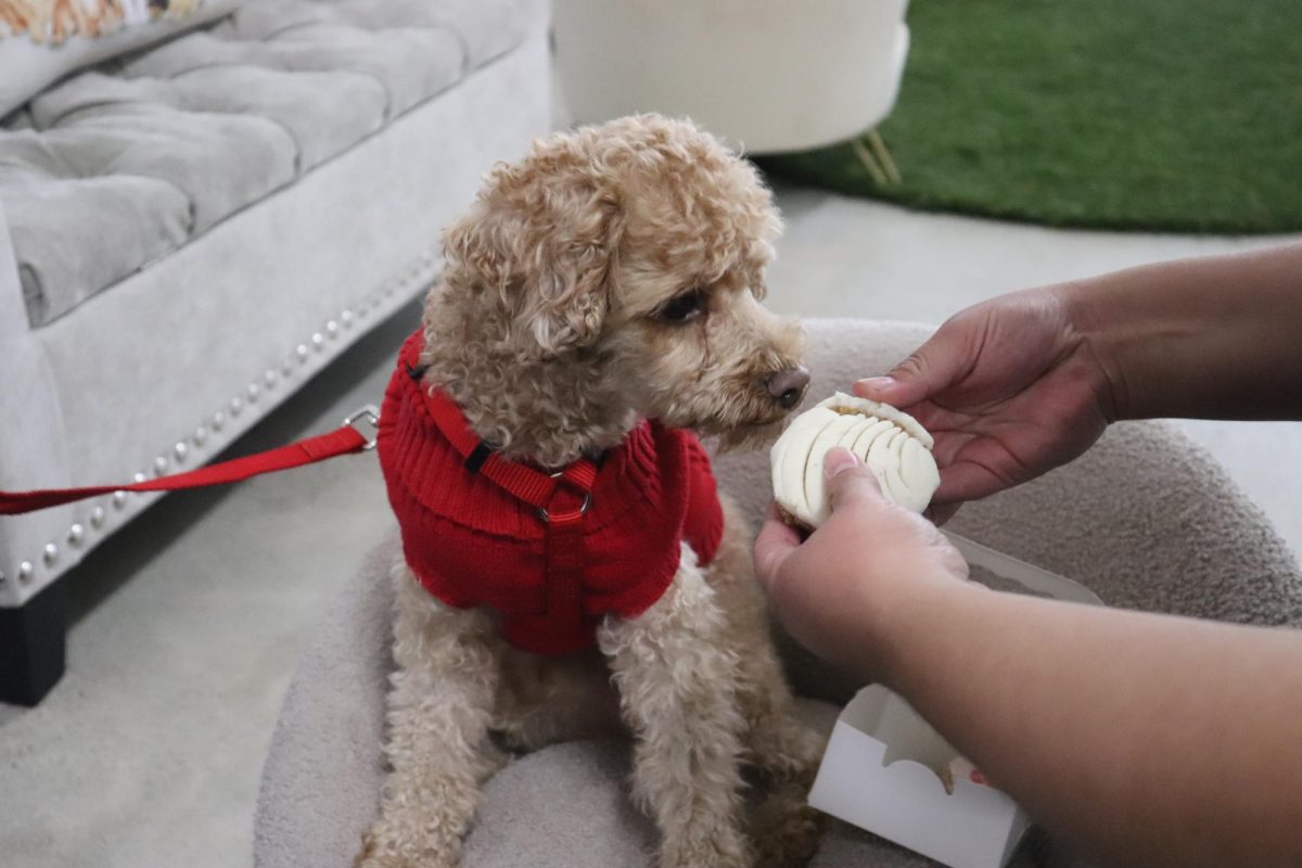 Buddy, sniffing a concha at La Pawnaderia in Downey Photo credit: Laura Bernal