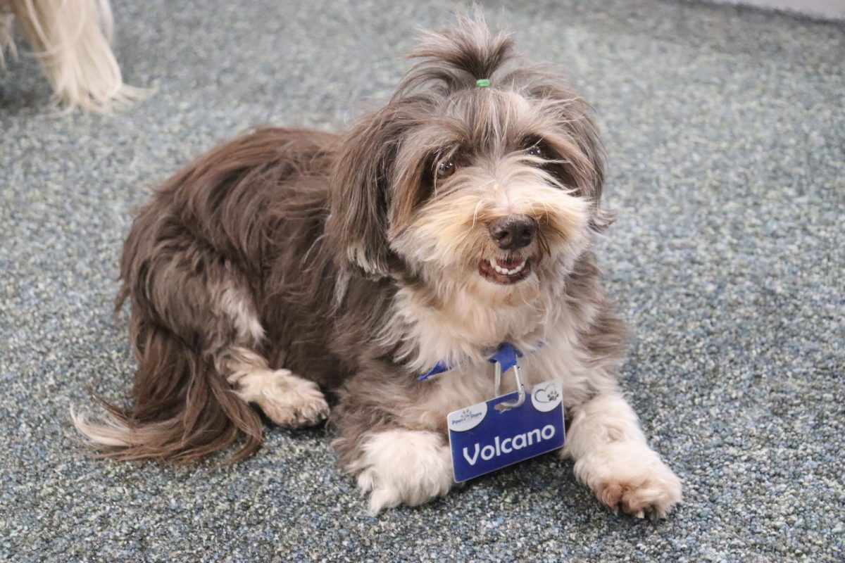 Therapy dog, Volcano laying down during the first dog therapy event of the spring semester at Cerritos College on January 15th, 2025. 